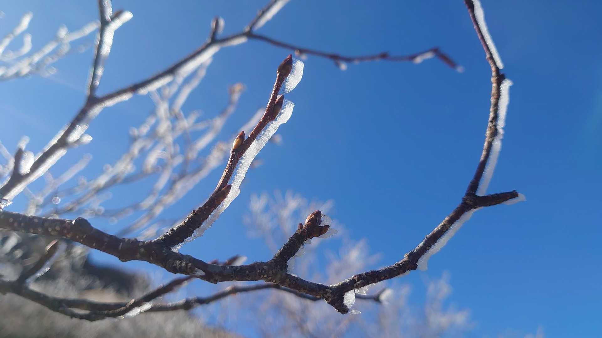 冬を感じますね❄