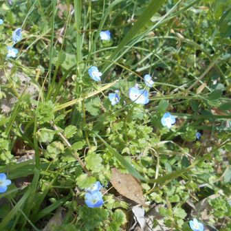 これは、グーグルレンズに聞くまでも無く→ オオイヌノフグリだ❗．