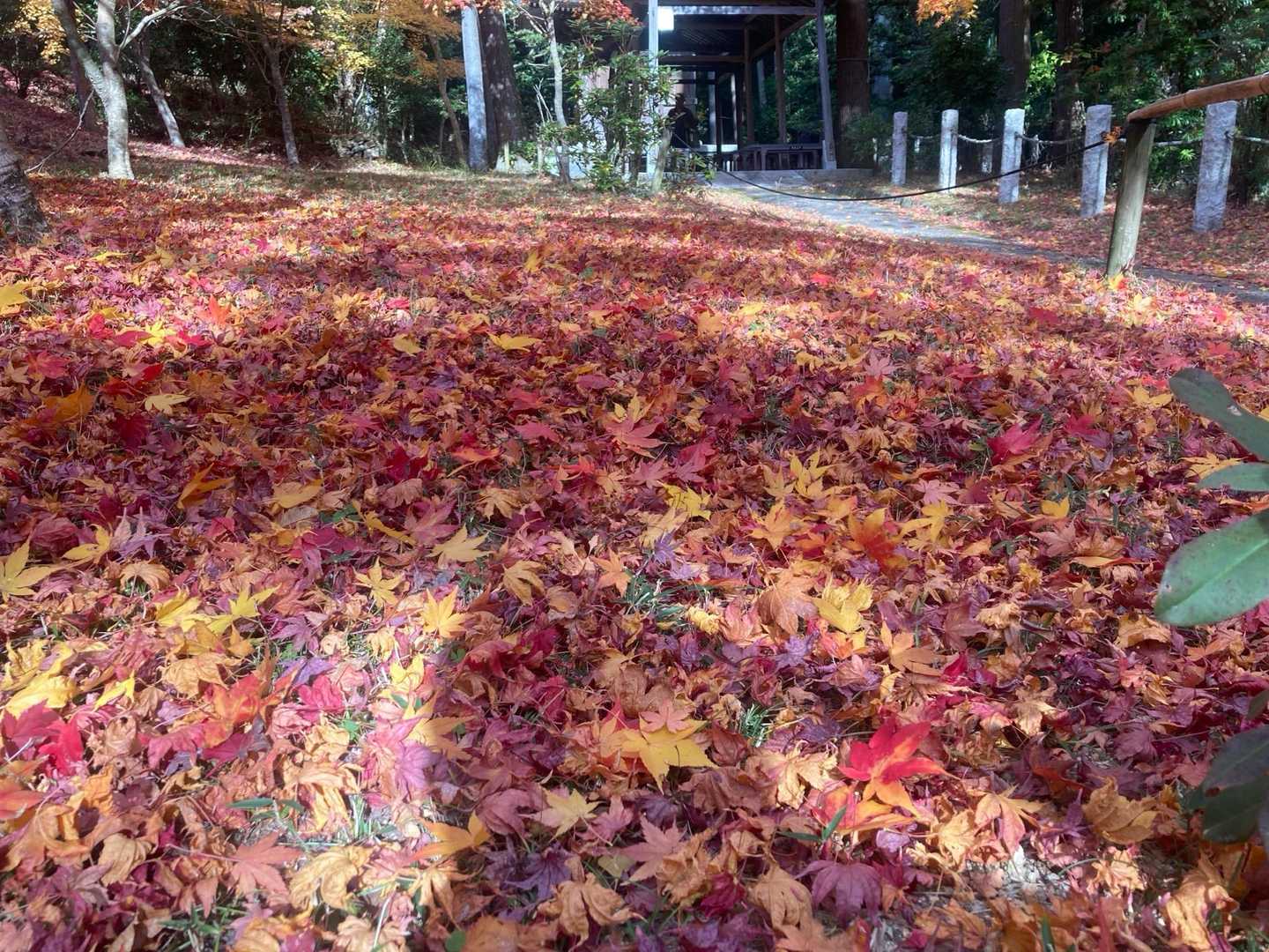 更に紅葉の絨毯！めっちゃ綺麗！