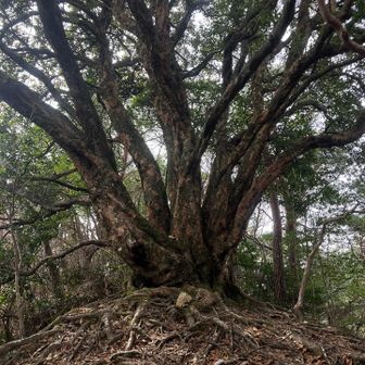鬼ヶ島山近くの木
樫の木、根も幹も❗️何か凄っΣ(ﾟдﾟ；)‼️