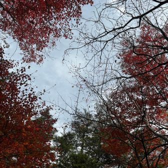 綺麗🍁