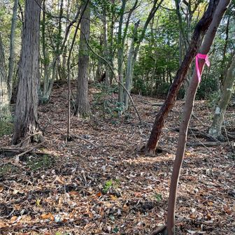 途中からピンテを頼りに道なき道を上がって行く！