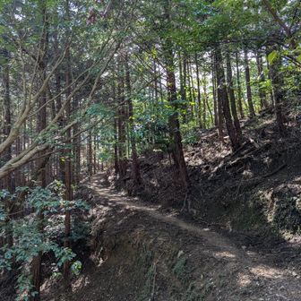 歩きやすい道が続く