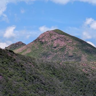 中岳のミヤマキリシマ