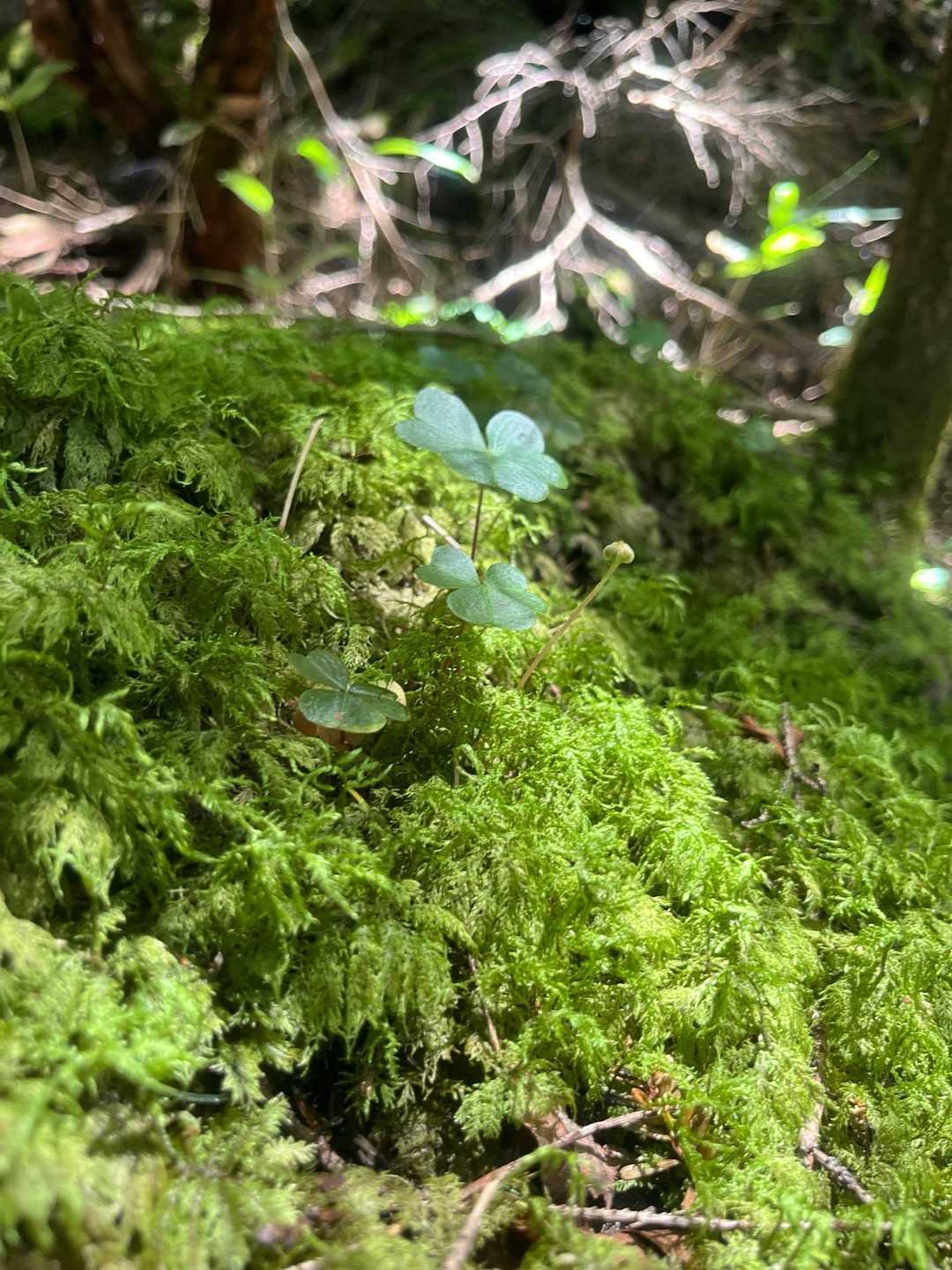 日が当たってかわいいね🌱‬‪