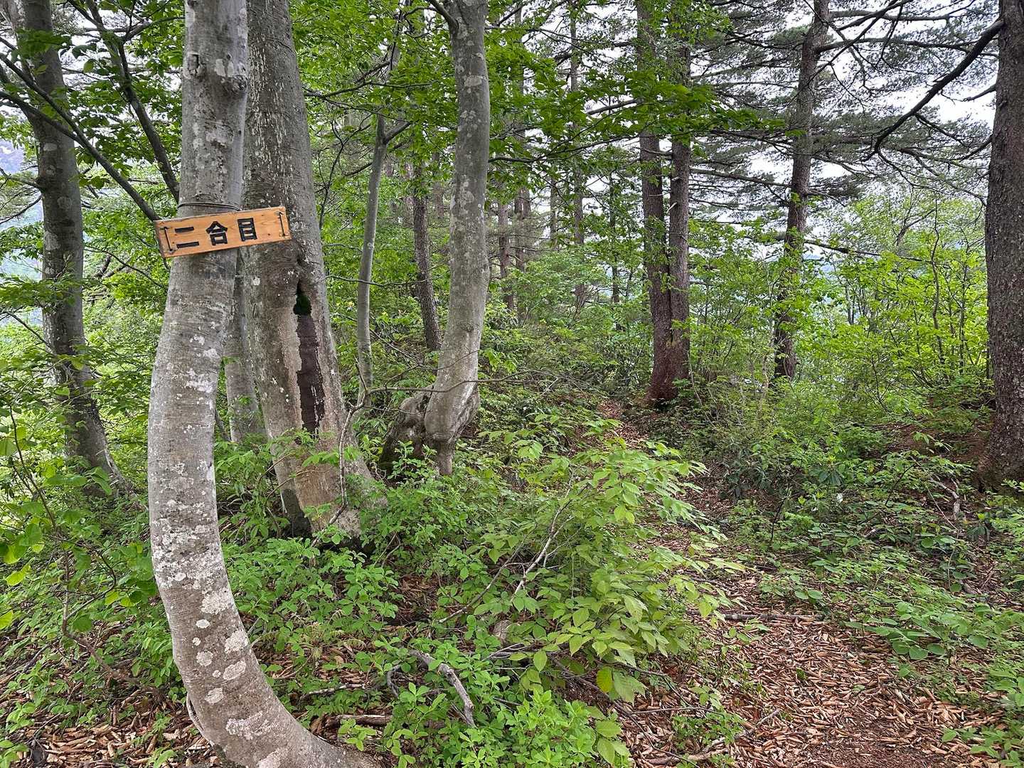 風倉山 往復コースの写真