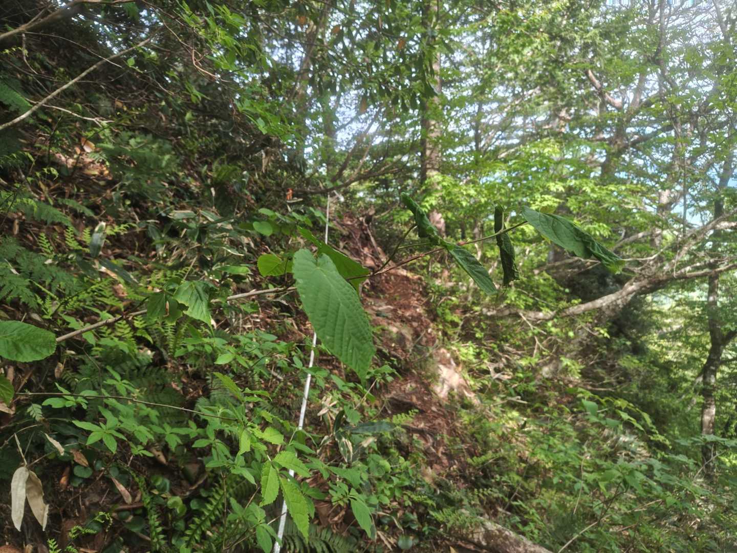 写真では伝わりませんが急登です🙄