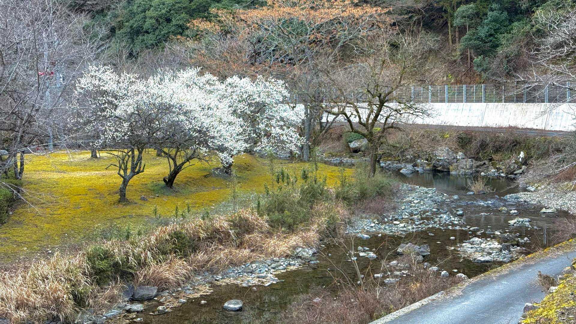 お、梅が。見に行こう☺️