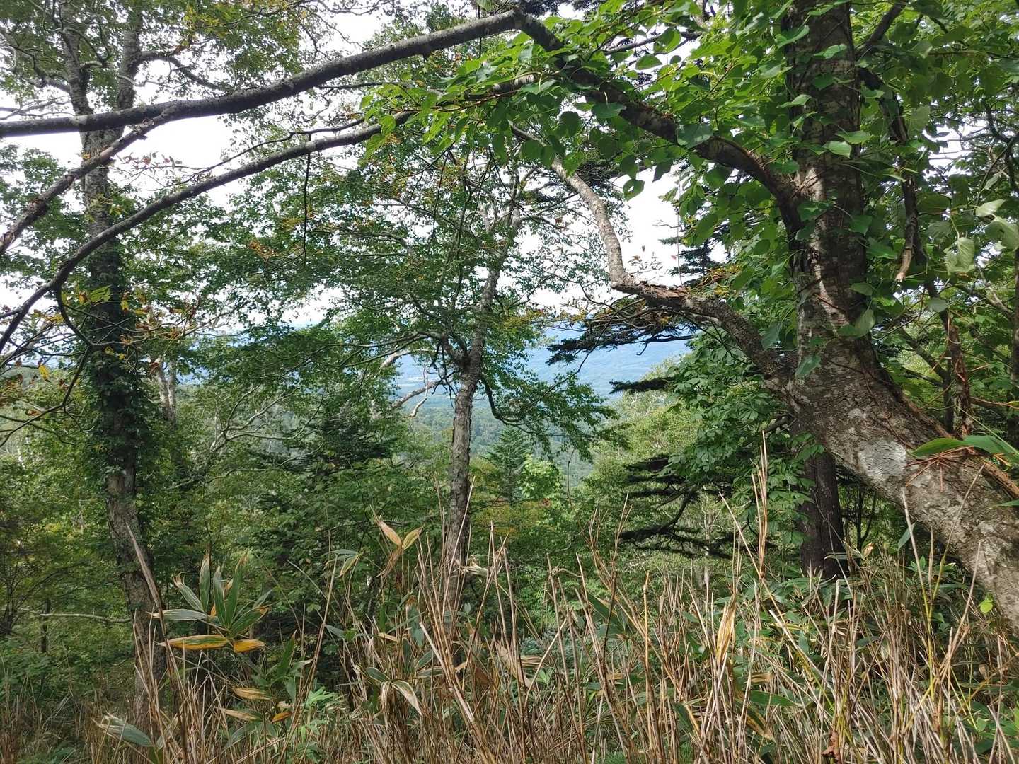 木のすき間から景色が見え始める