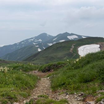 登山道すぐ下の雪渓の淵にくまさんいらしたそうです