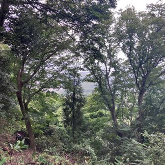 ここからも海がチラリと望めた。
このあと石造りの段差の急な滑りやすい階段が続く💦
