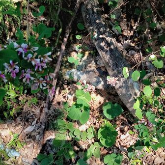 萩の花