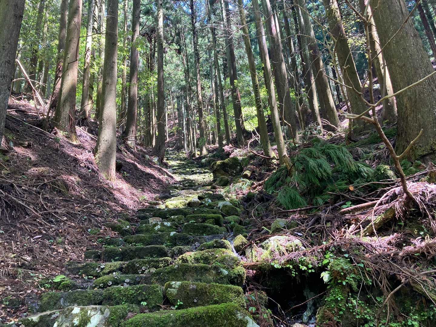 弥仙山登山口-弥仙山 往復コースの写真
