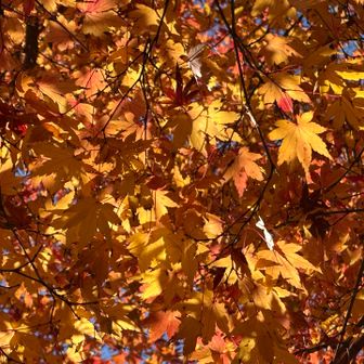 いいなあ　のんびりした感じ💕