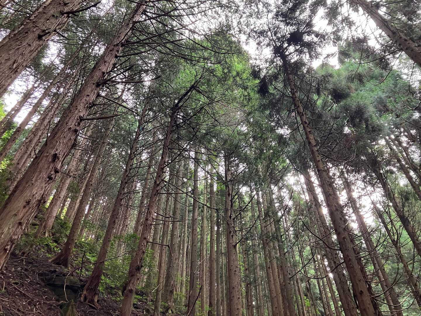 玉峰山 周回コースの写真