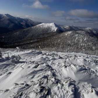 ハイマツの上のシュカブラ