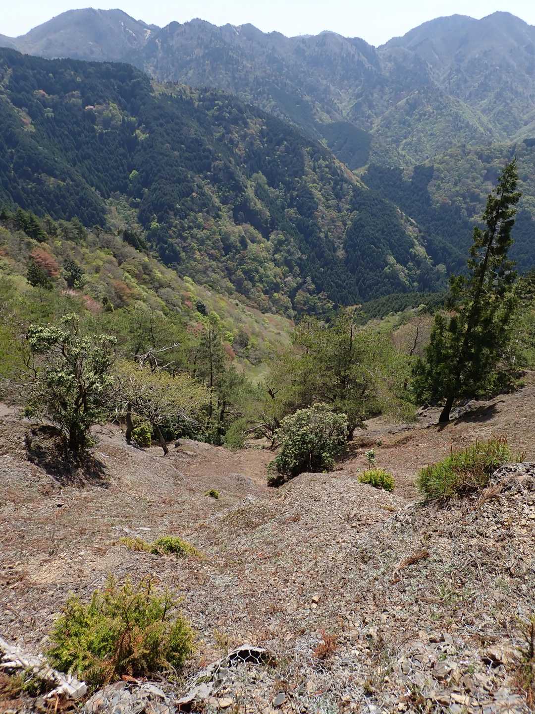 鮎河口バス停-サクラグチ西峰-サクラグチ-サクラグチ東峰- 周回コースの写真