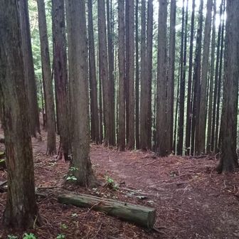 やっと戻ってきたので、芦ヶ久保へ向けて下ります。写真と違って結構暗かったのでライト出しました