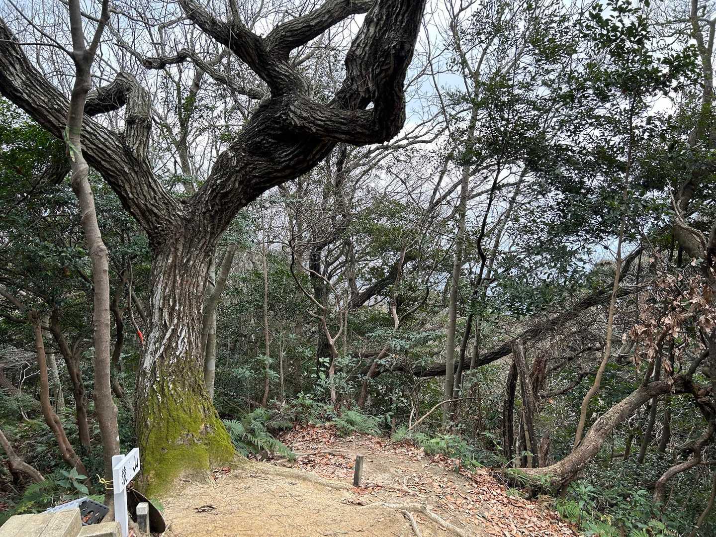 猿山🐒⛰️