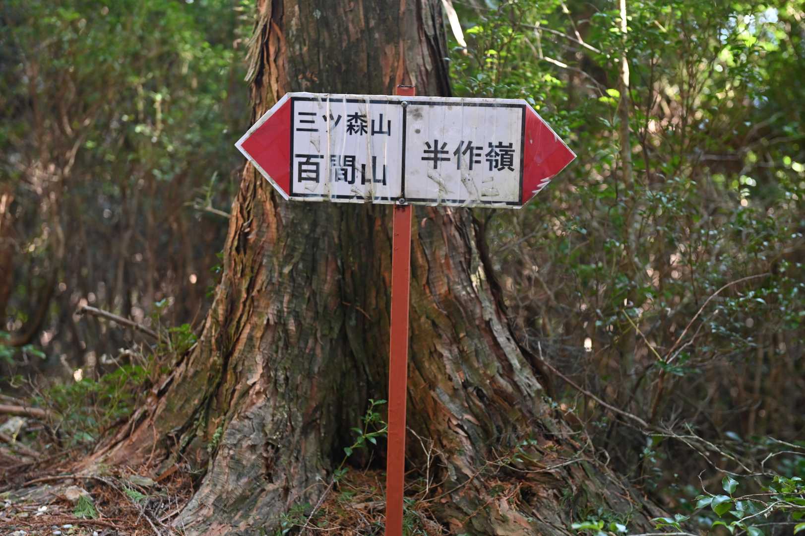 分岐まで来ました。
三ツ森へも寄り道？と一瞬頭をよぎりましたが
帰りに暗くなって、1車線の離合困難な道があったら嫌だなぁ、と日和ってピストンに😅