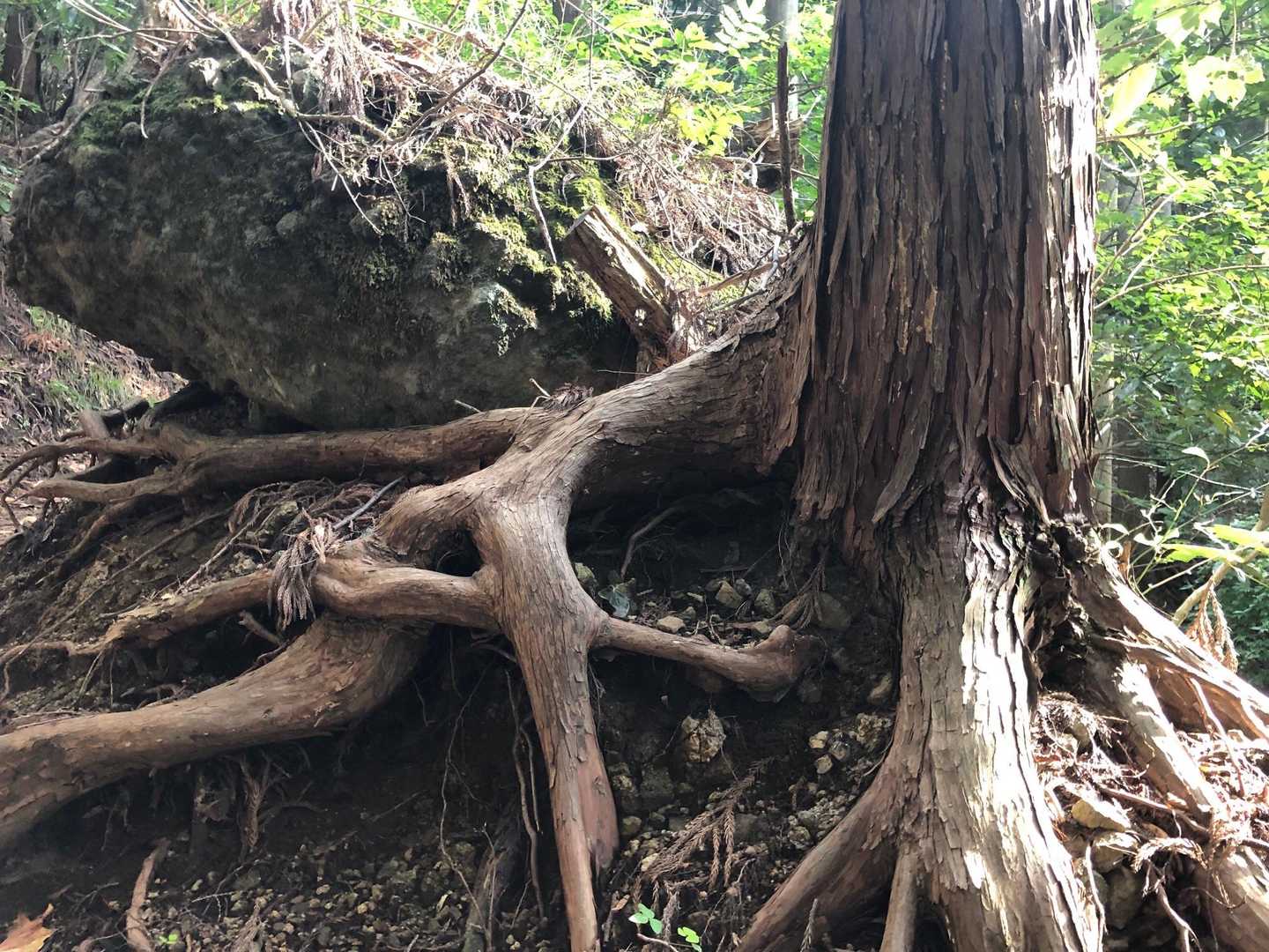 荒々しい根