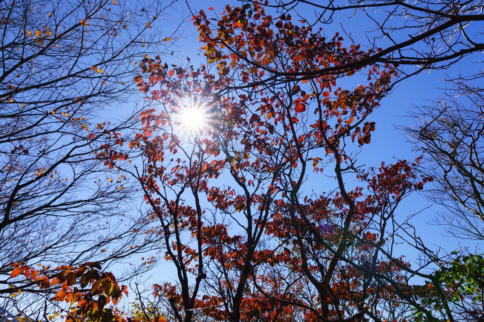 紅葉の合間から