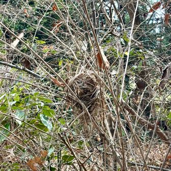 えっ！鳥の巣🪹発見💡葉が落ちて丸見え！もうお引っ越し済みでした😄
