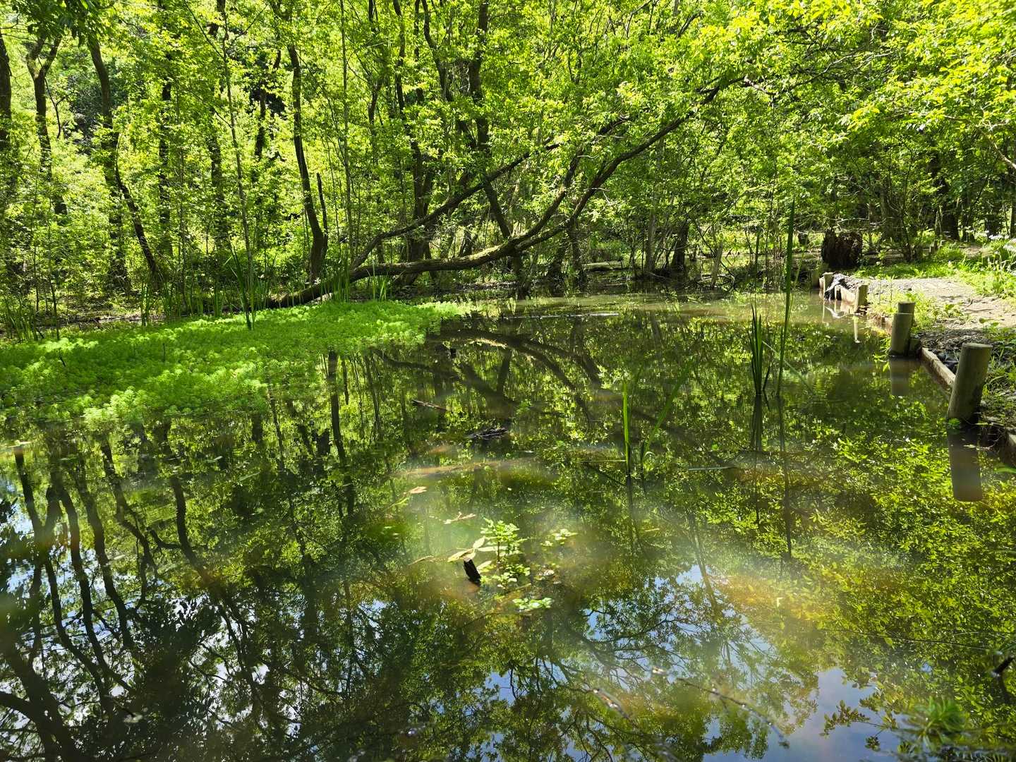 水中には他にどんな生き物がいるのかな🤔