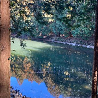 天王池
鯉が泳いでました