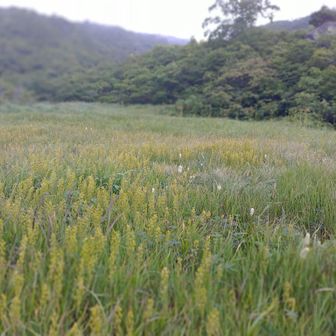 キンコウカは終盤です。