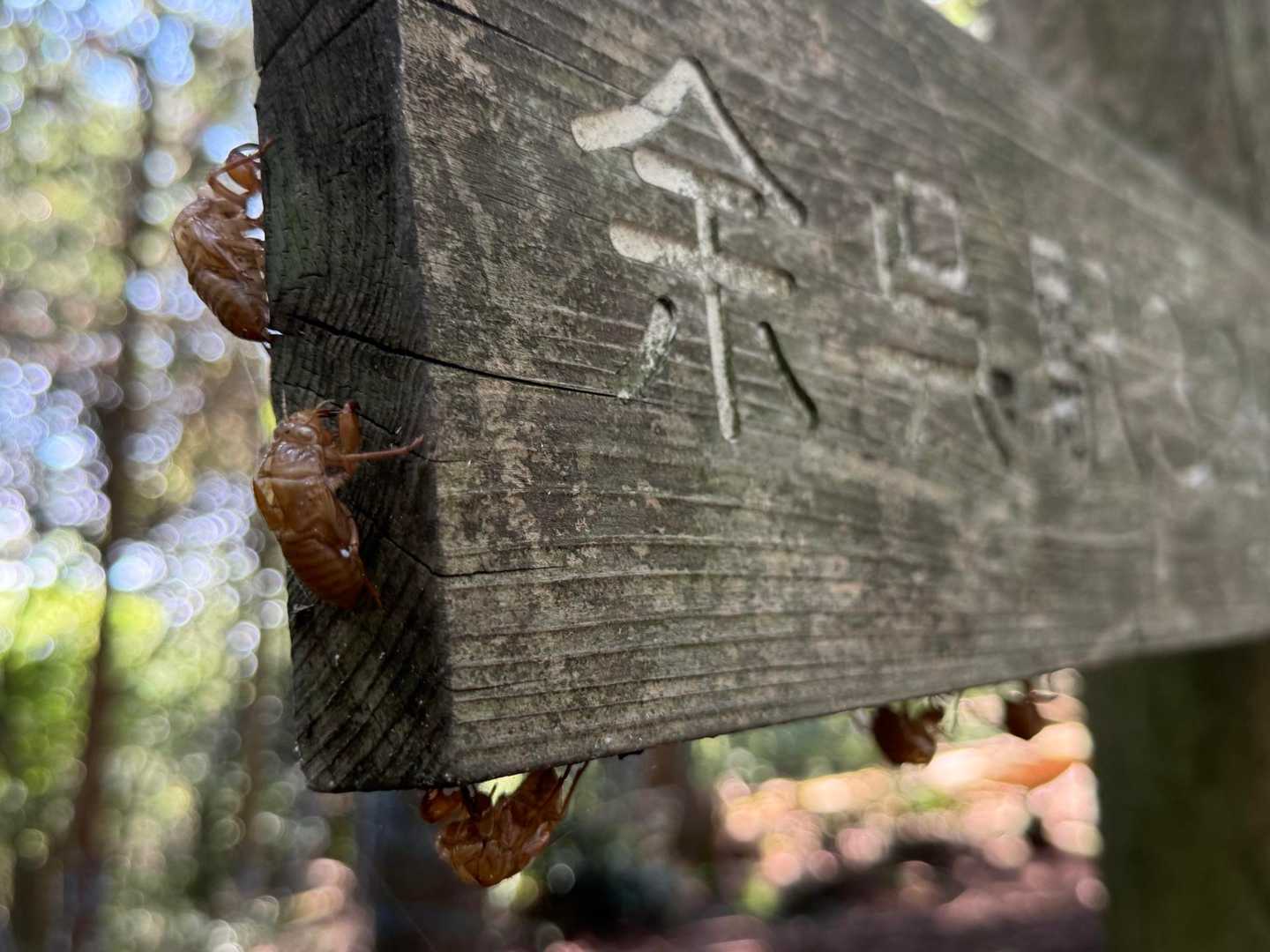 『賤ケ岳の決闘⚔️』