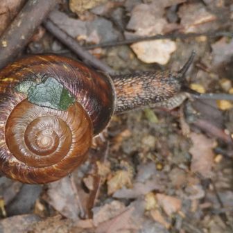 ヒメリンゴマイマイ