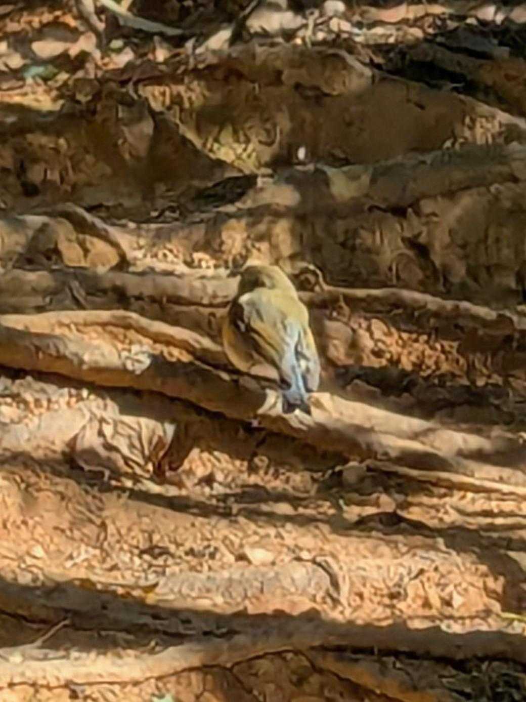 いきなり可愛い案内人
こっちだよーって登山道案内してくれます🐦
