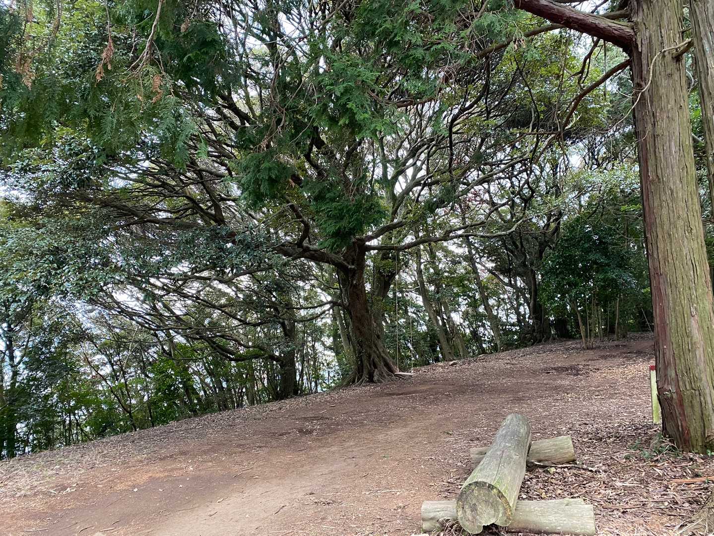 よく見るブランコ。気分が悪くなるので乗りません😅
