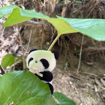 マツ