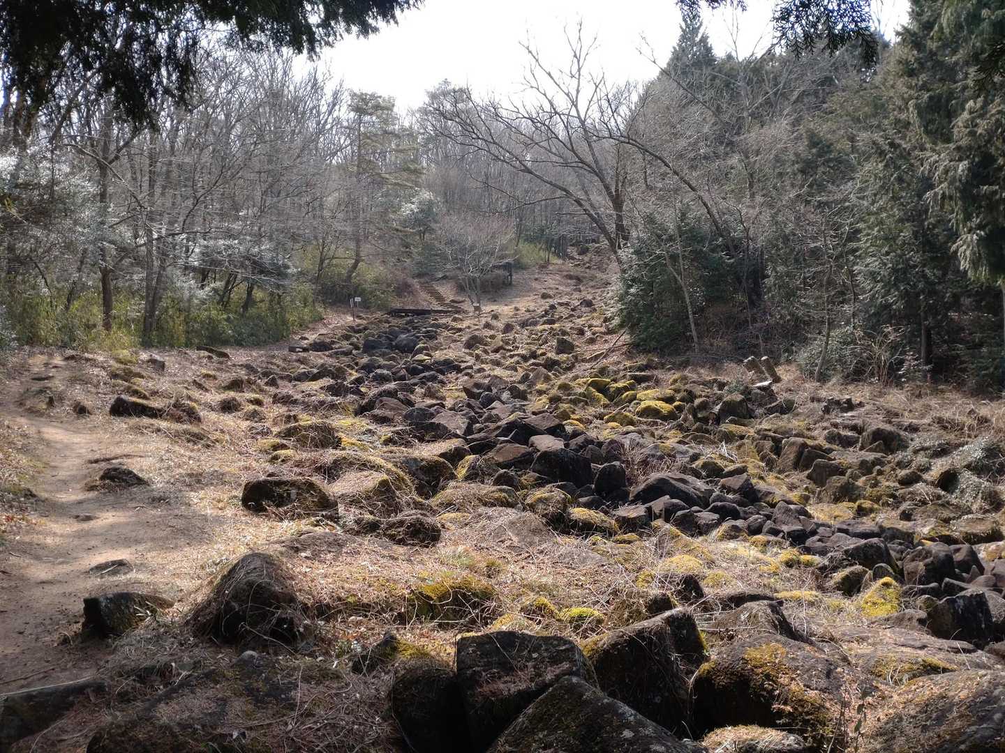 神野山 往復コースの写真