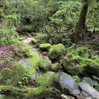 苔むした岩と細い流れ。白谷雲水峡へ入っていきます