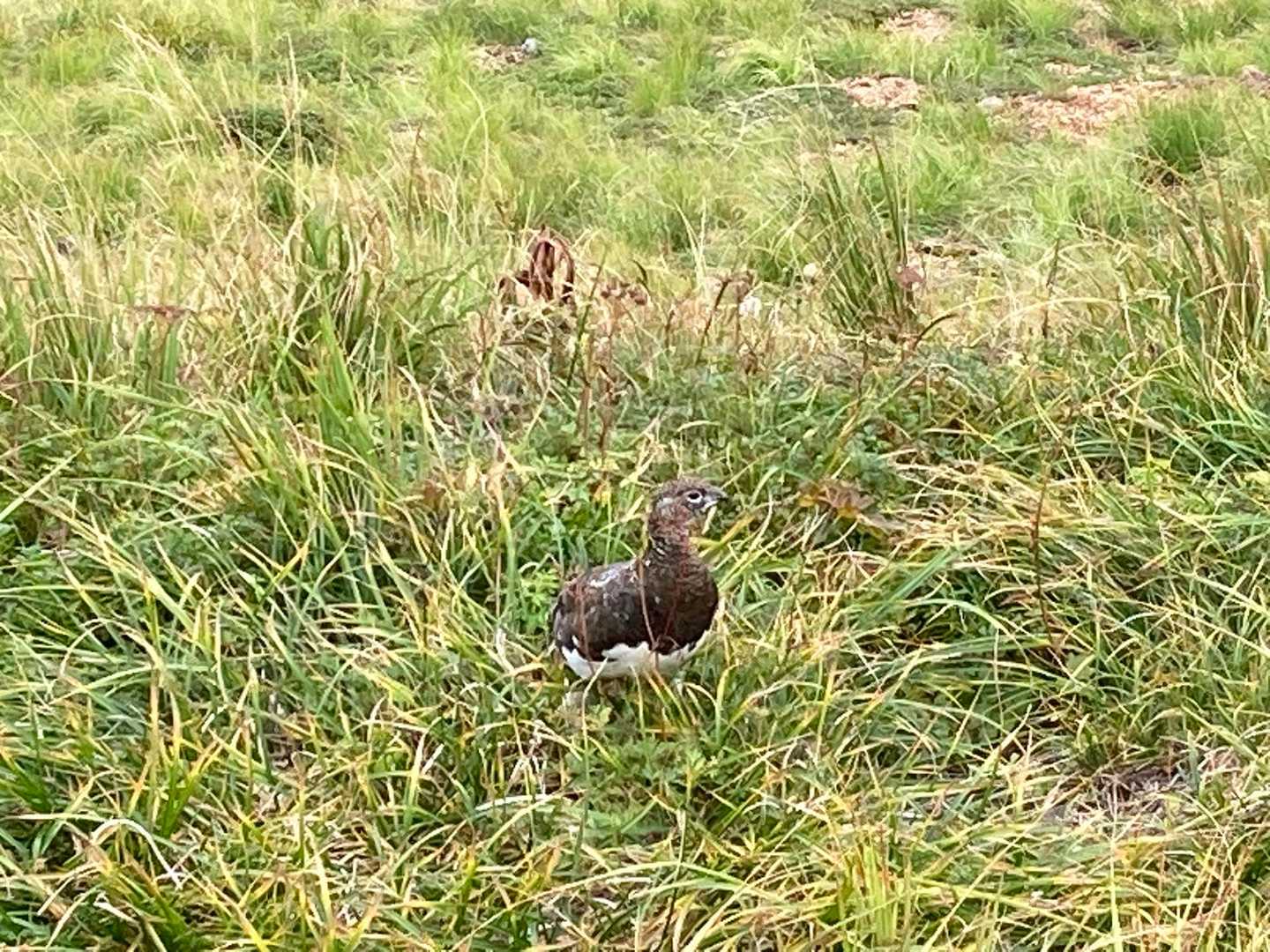 雷鳥さんに会えました。