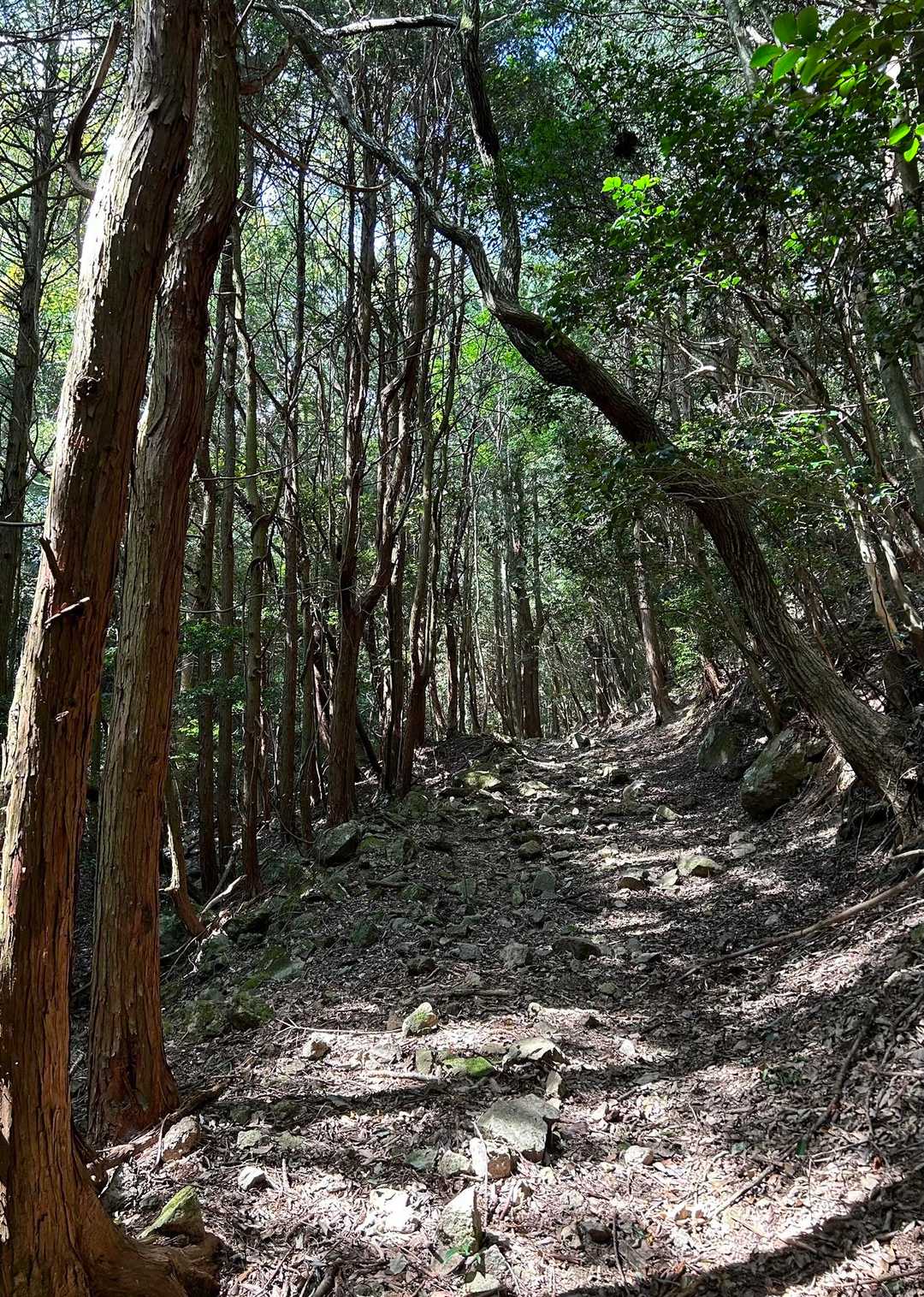 歩きやすい道