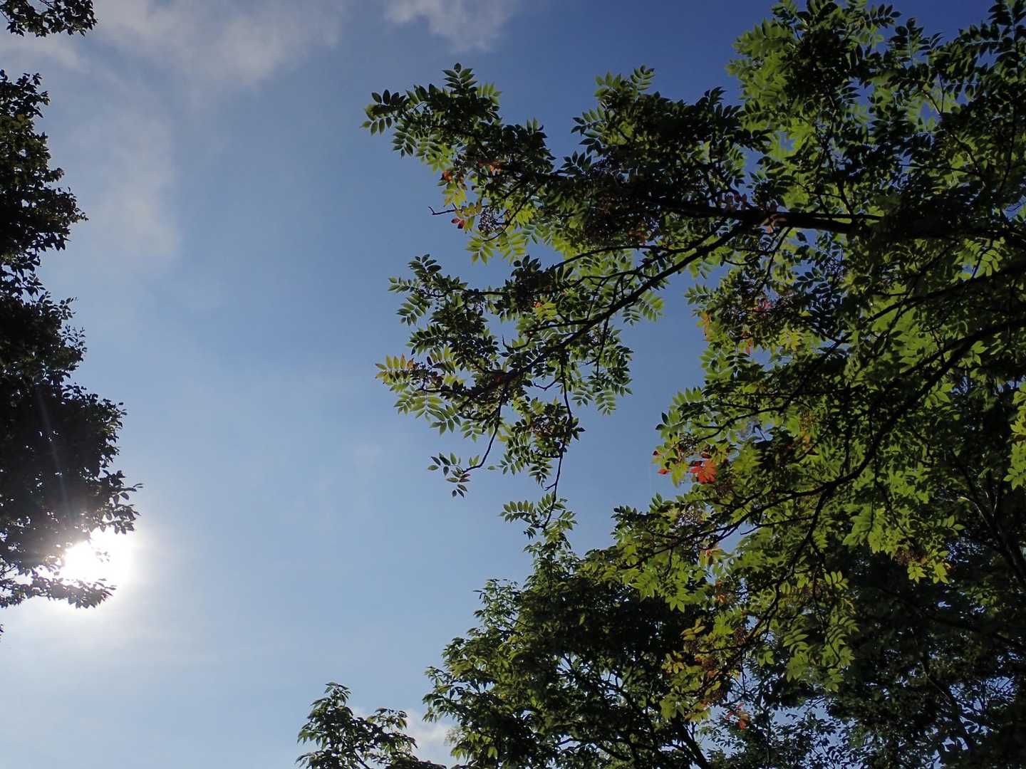 ナナカマドが色付き始めてる。
