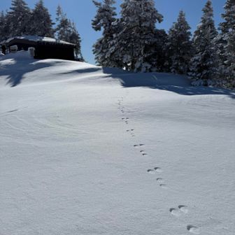 うさぎのトレース追ってランチポイントへ