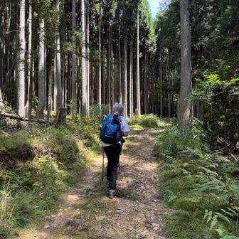 防獣柵を抜けて山道に入ります。