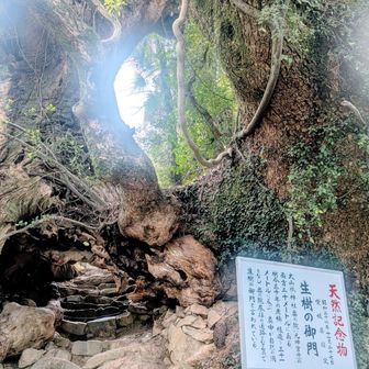 ものすごい貫禄ですわ🌳