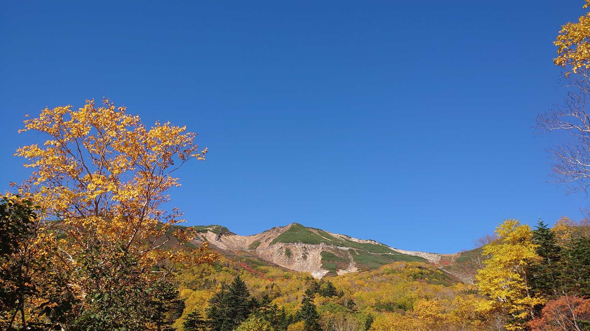 車道から、カンバの紅葉が凄い‼️