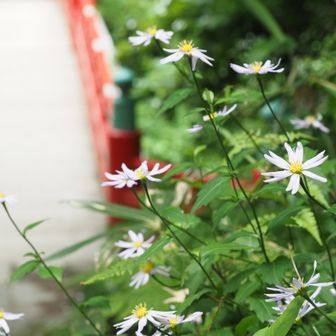 ミヤマヨメナロードが続きます