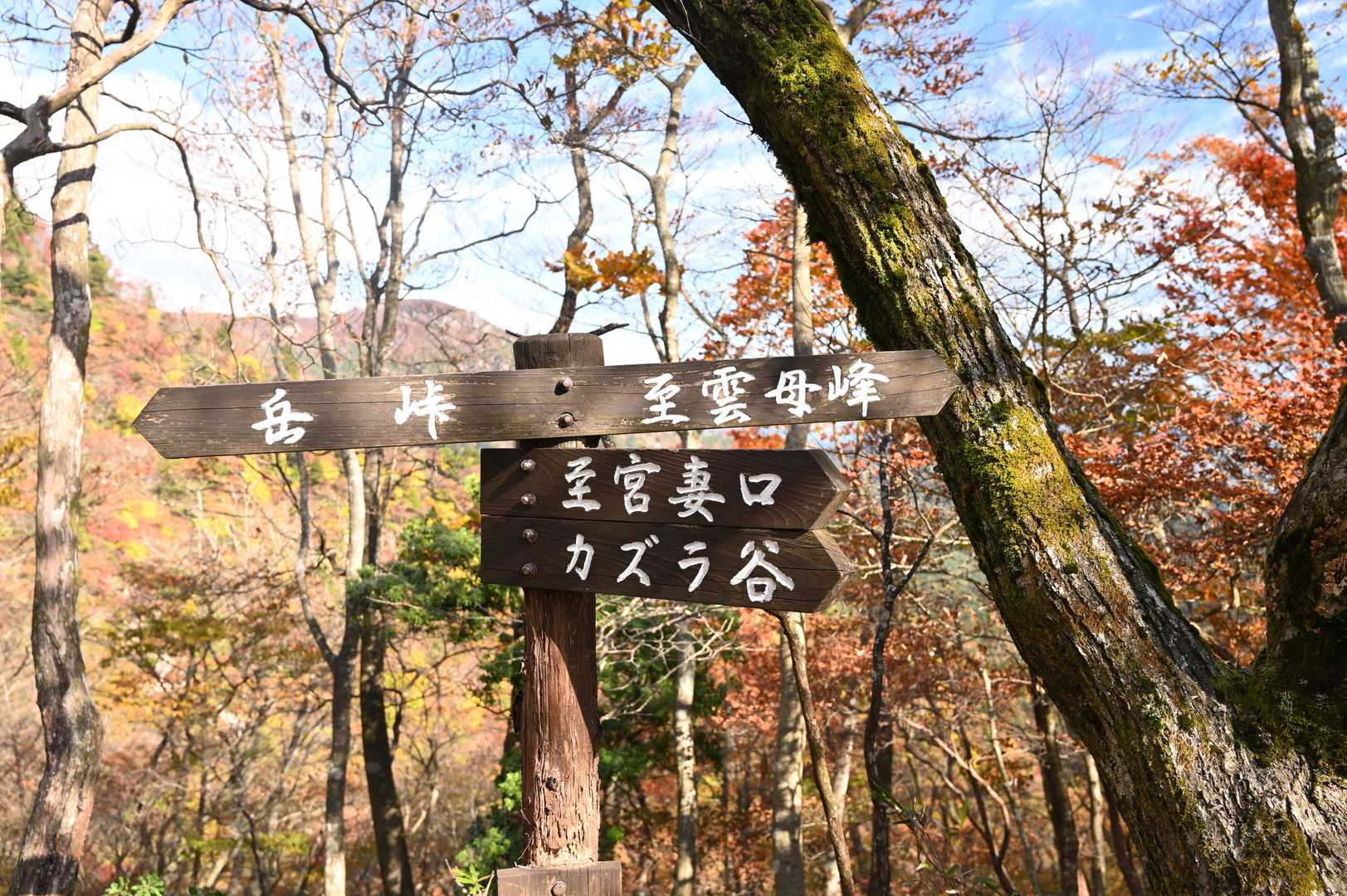 雲母峰とカズラ谷の分岐
カズラ谷と名前がついてきますが、ほとんどが尾根道で、谷に降りるのは最後だけです。