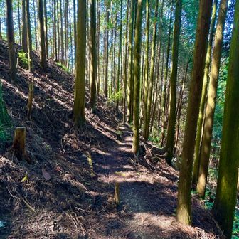 階段に飽きて、違うルートで降りてみようかと🙌