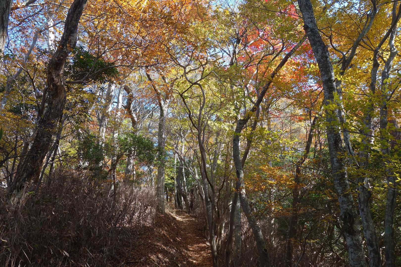 紅葉し立て特有の透明感が、本当に綺麗✨