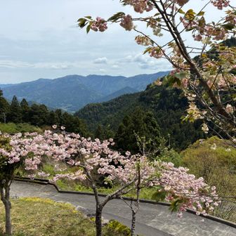 山桜が咲いていた