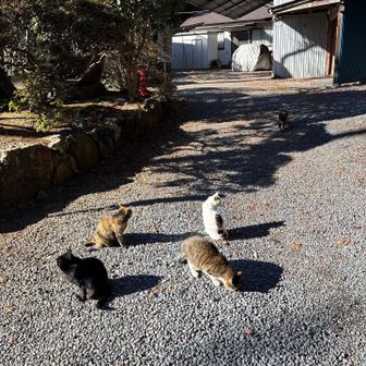 ニャンコさん達いっぱい🤭